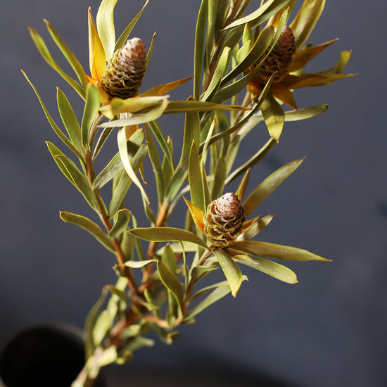 ［ドライフラワー］リューカデンドロン ピサ