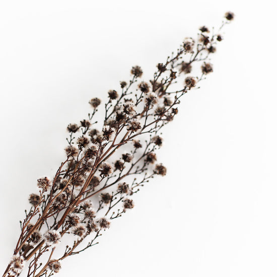［ドライフラワー］スターリンジア