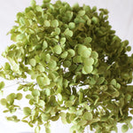 ［ドライフラワー］紫陽花 アナベル