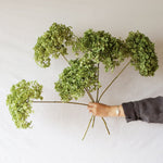 ［ドライフラワー］紫陽花 アナベル