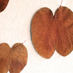 ［ドライフラワー］ベルベッドリーフ