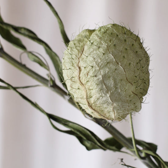 ［ドライフラワー］フウセントウワタ