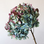 ［ドライフラワー］マジックアワーに染まる紫陽花