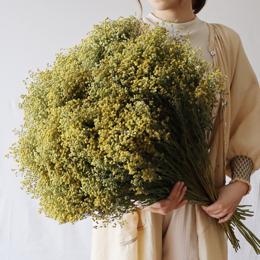 ドライフラワー］ソリダスター ゴールドエンジェル- 土と風の植物園
