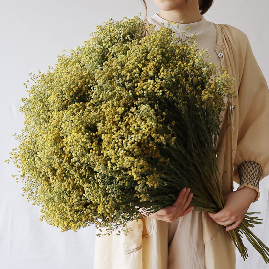 ［ドライフラワー］ソリダスター ゴールドエンジェル