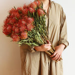 ［ドライフラワー］ピンクッション