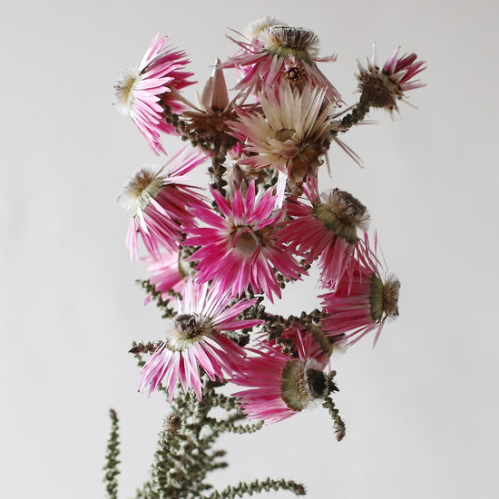 ［ドライフラワー］フェノコマ