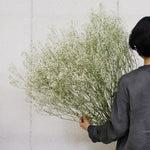 ［ドライフラワー］カスミソウ