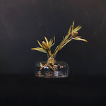 ［フラワーベース］ガラスベース ソルダ