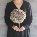 ［ドライフラワー］紫陽花  マルベック（アンティークグリーンレッド）