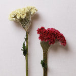 ［ドライフラワー］ケイトウ