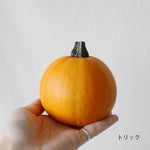 オモチャカボチャ