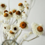 ［ドライフラワー］アンモビューム