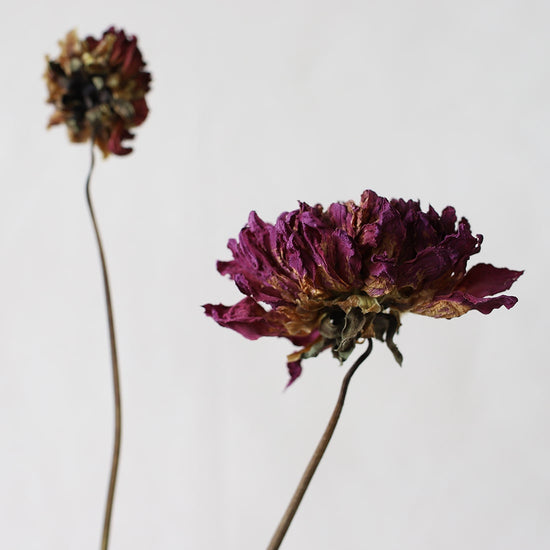 ［ドライフラワー］ダリア