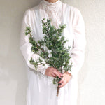 ［ドライフラワー］西洋ネズ