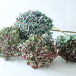 ［ドライフラワー］マジックアワーに染まる紫陽花