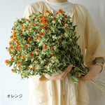 ［ドライフラワー］ベニバナ