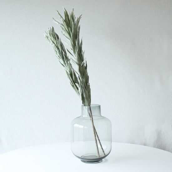 ［ドライフラワー］リューカデンドロン アージェンタム シルバー ２本セット