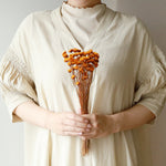 ［ドライフラワー］マーガレット