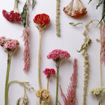 ［ドライフラワー］ケイトウ センチュリーピンク