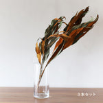 ［ドライフラワー］グレビレアゴールド