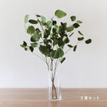 ［ドライフラワー］ユーカリ ポポラス