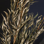 ※今季完売※［ドライフラワー］グレビレア ロブスター