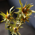 ［ドライフラワー］リューカデンドロン ピサ