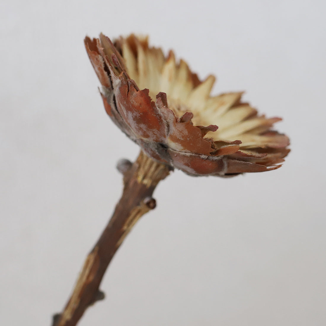 ドライフラワー］プロテア コンパクタ 商品ページ - 土と風の植物園