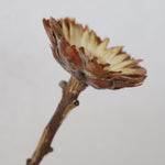 ［ドライフラワー］プロテア コンパクタ