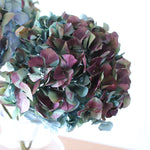 ［ドライフラワー］マジックアワーに染まる紫陽花