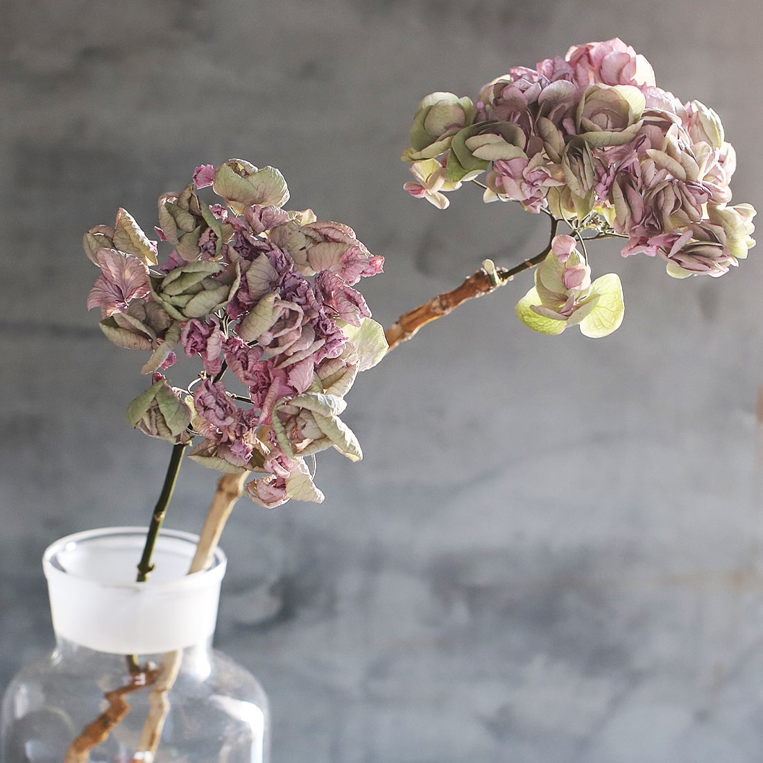 ドライフラワー］紫陽花 ビューティパピロンクラシック 商品