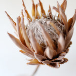 ［ドライフラワー］プロテア キング