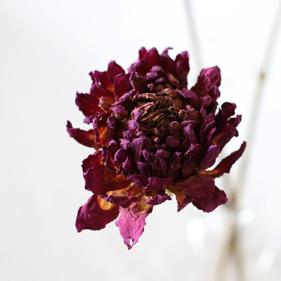 ［ドライフラワー］ダリア