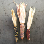 ［ドライフラワー］オーロラコーン 2本セット