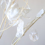 ［ドライフラワー］ルナリア （クリア）