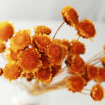 ［ドライフラワー］マーガレット