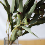 ［ドライフラワー］ユーカリ トランペット