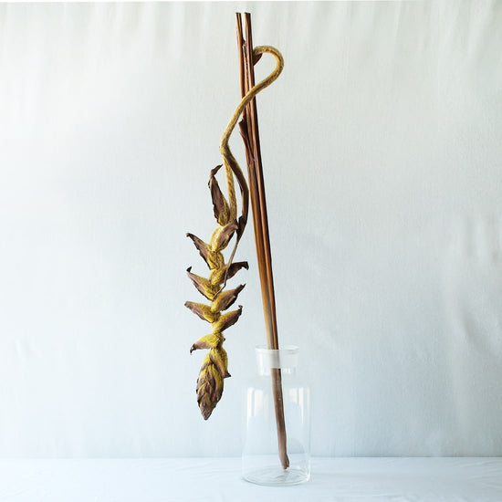 ［ドライフラワー］ヘリコニア ブラッディーマリー