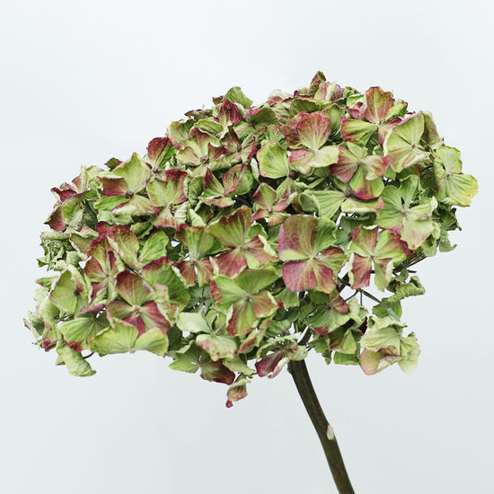 ［ドライフラワー］紫陽花 コーラルグリーン