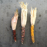 ［ドライフラワー］オーロラコーン 2本セット