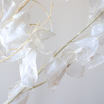 ［ドライフラワー］ルナリア （クリア）