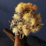 ［ドライフラワー］ドライアンドラ ポリセファラ