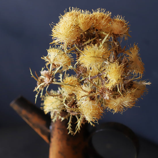 ［ドライフラワー］ドライアンドラ ポリセファラ