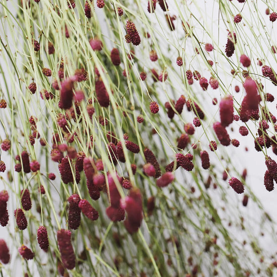 ［ドライフラワー］ワレモコウ