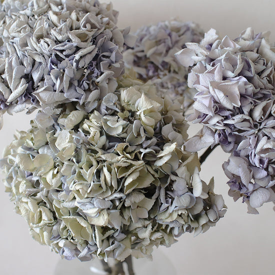 ［ドライフラワー］紫陽花  西安アンティーク