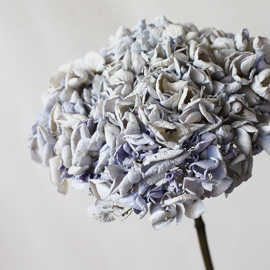 ［ドライフラワー］紫陽花  西安アンティーク