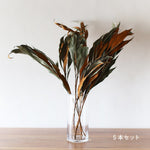 ［ドライフラワー］グレビレアゴールド