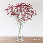 ［ドライフラワー］宿根スターチス