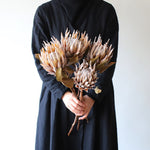 ［ドライフラワー］プロテア キング